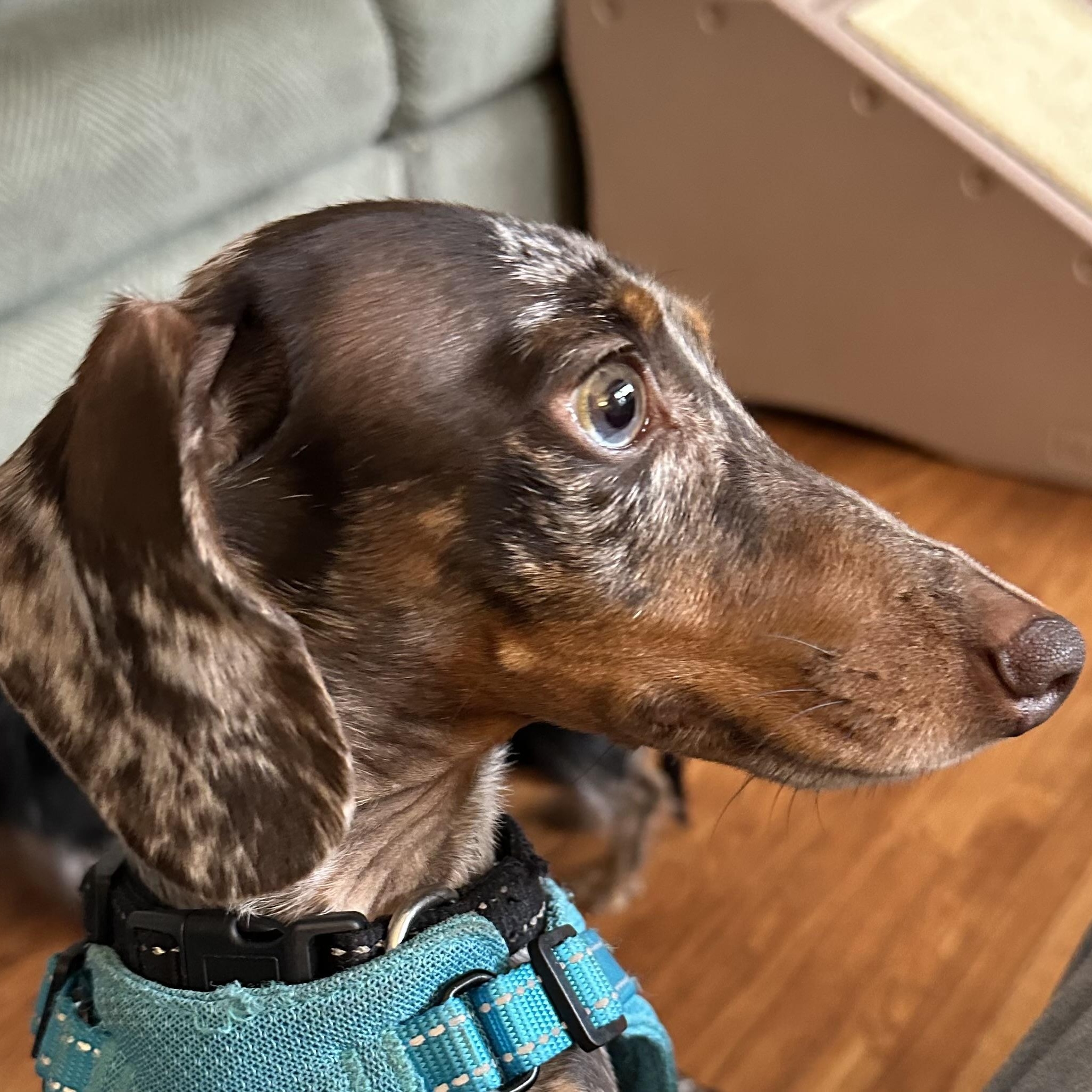 Charlie, a Adoptable Miniature Dachshund in Omaha, NE image 3/5