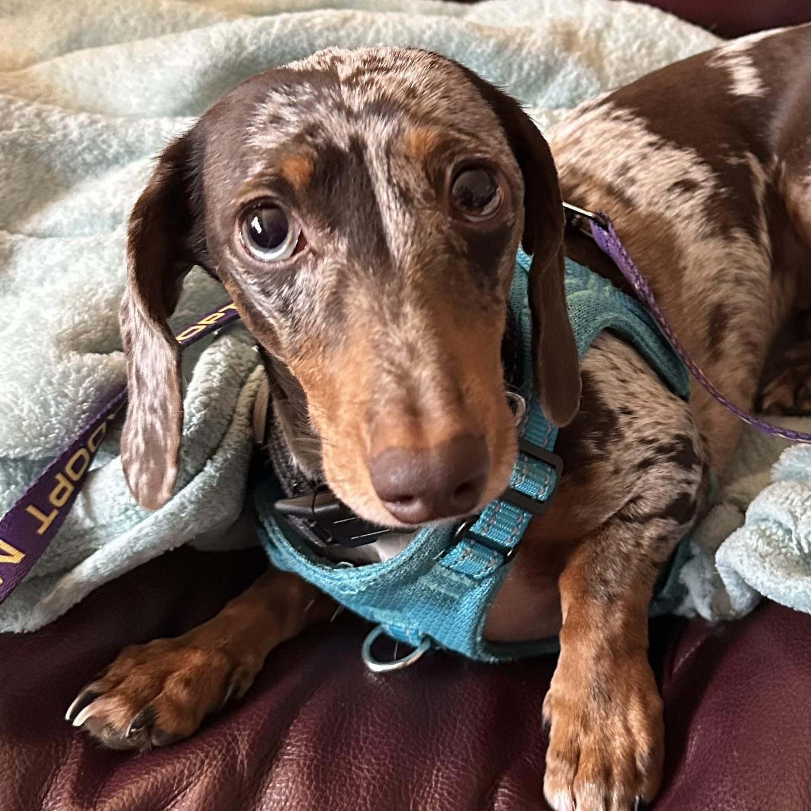Charlie, a Adoptable Miniature Dachshund in Omaha, NE image 4/5