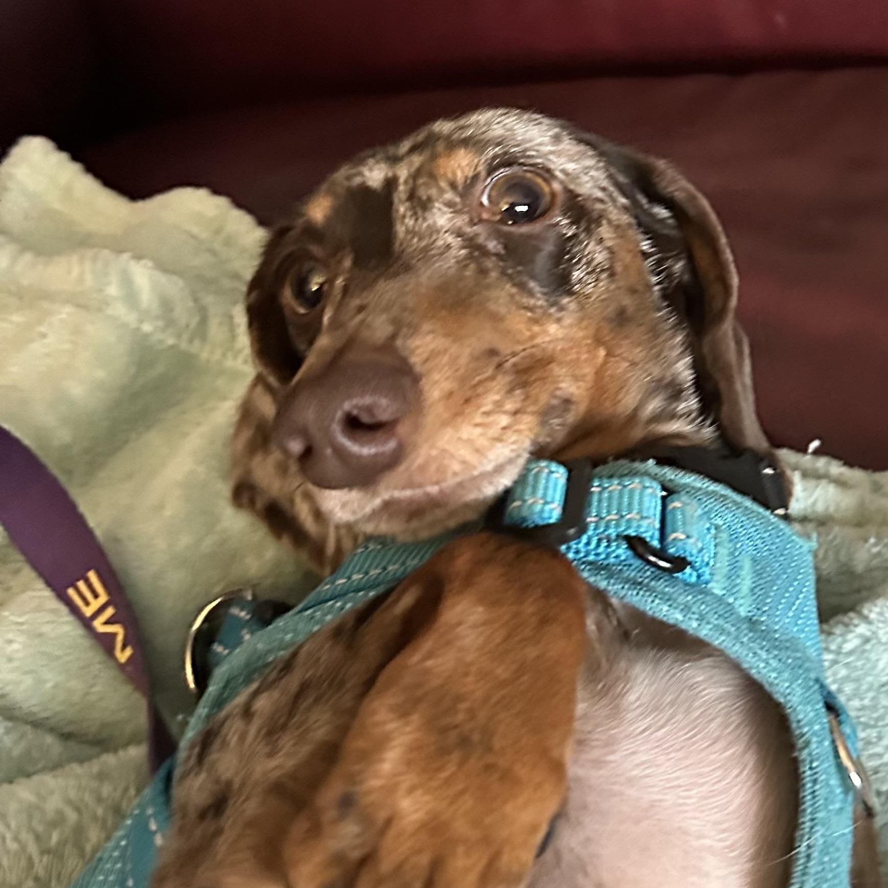 Charlie, a Adoptable Miniature Dachshund in Omaha, NE image 5/5