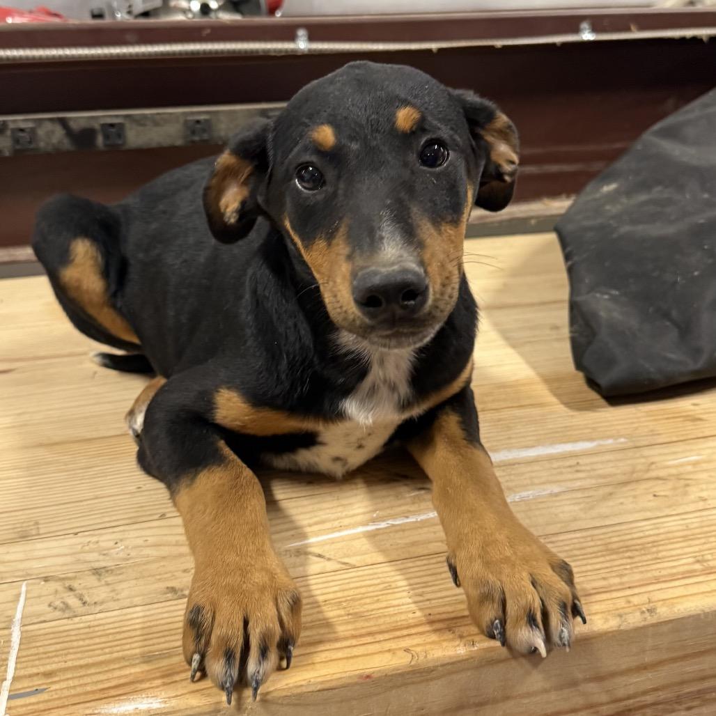 Cookie, Adoptable, Puppy Female Doberman Pinscher.