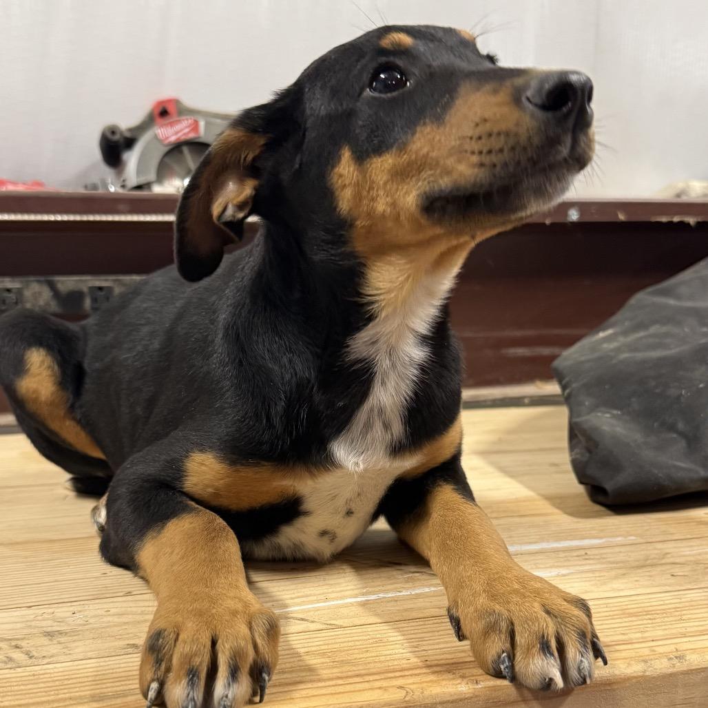 Enlarge Cookie, a Adoptable mixed breed in Ennis, TX image 2/2