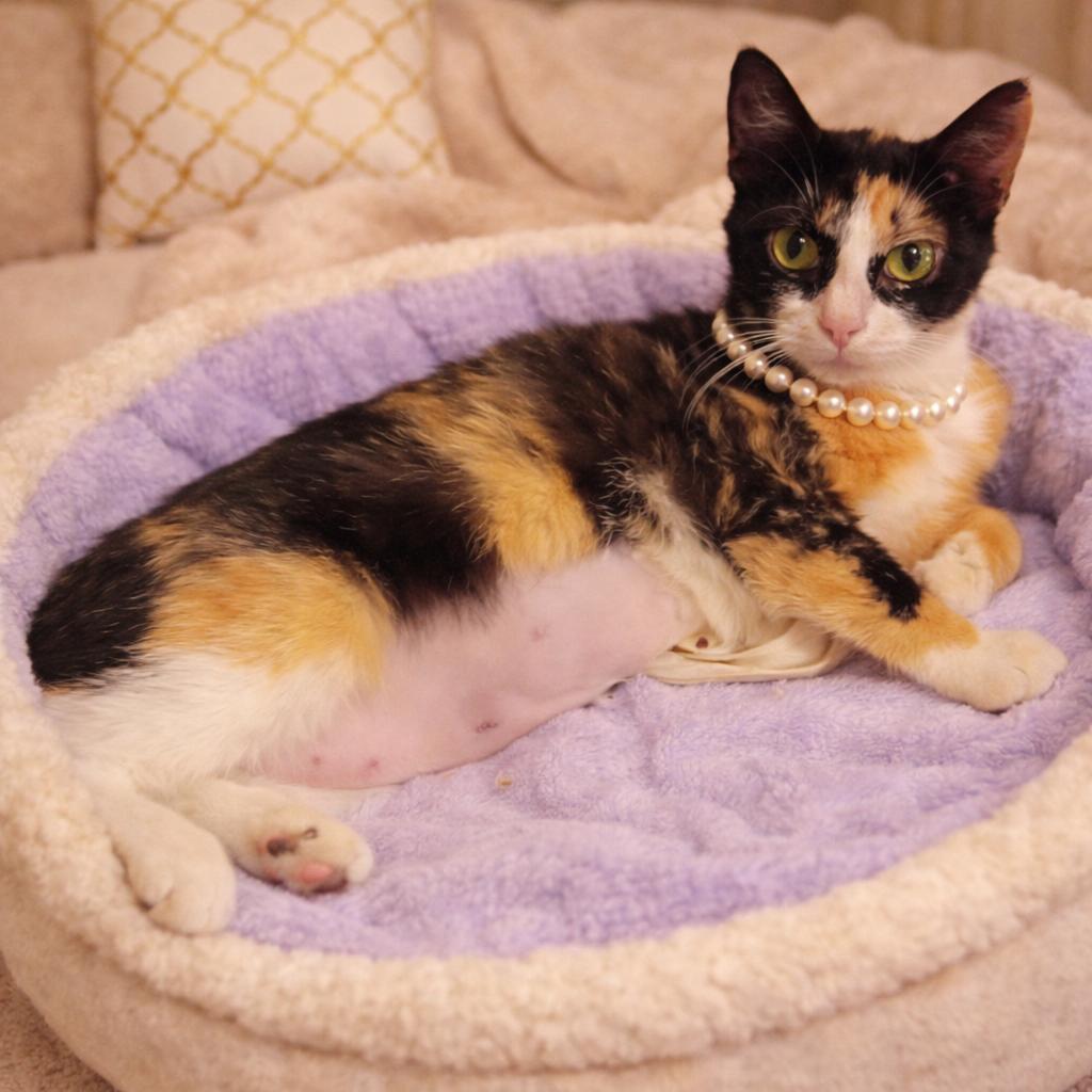 Penny =^.^=, adopted, Young Female Domestic Short Hair.