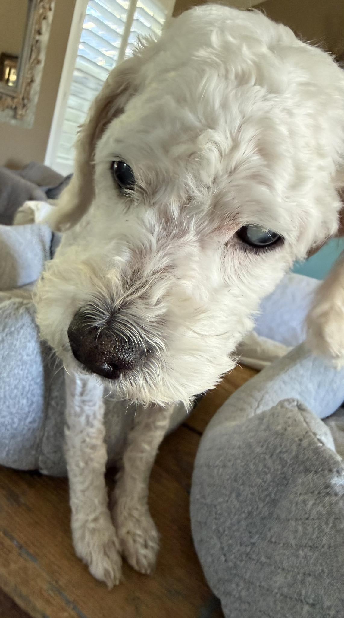 Lambie, a ADOPTABLE Poodle in Livermore, CA image 2/3