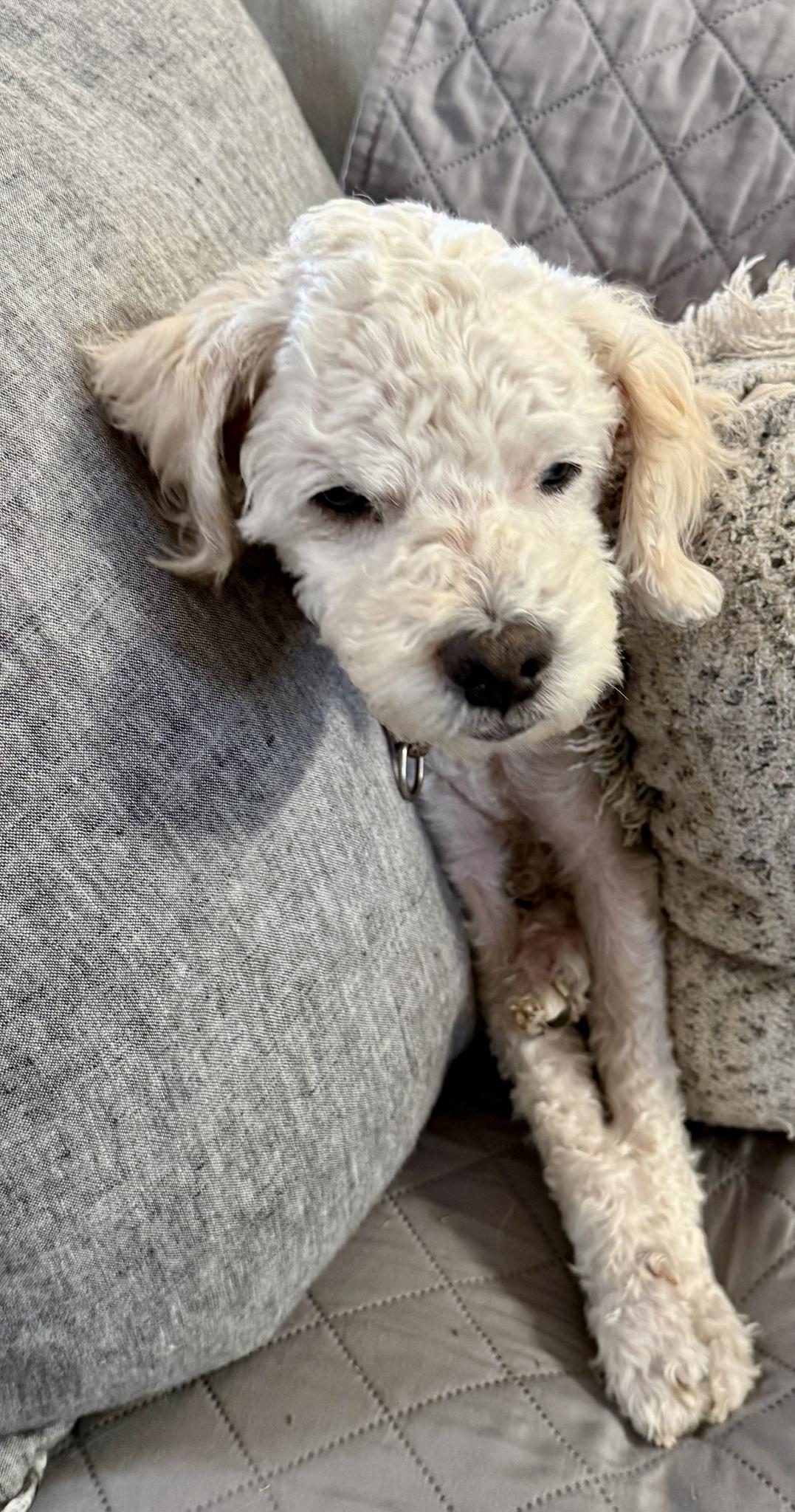 Lambie, a ADOPTABLE Poodle in Livermore, CA image 3/3