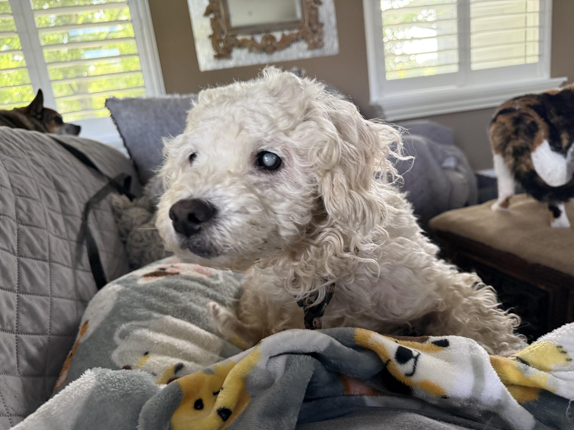 Lambie, ADOPTABLE, Senior Male Poodle.