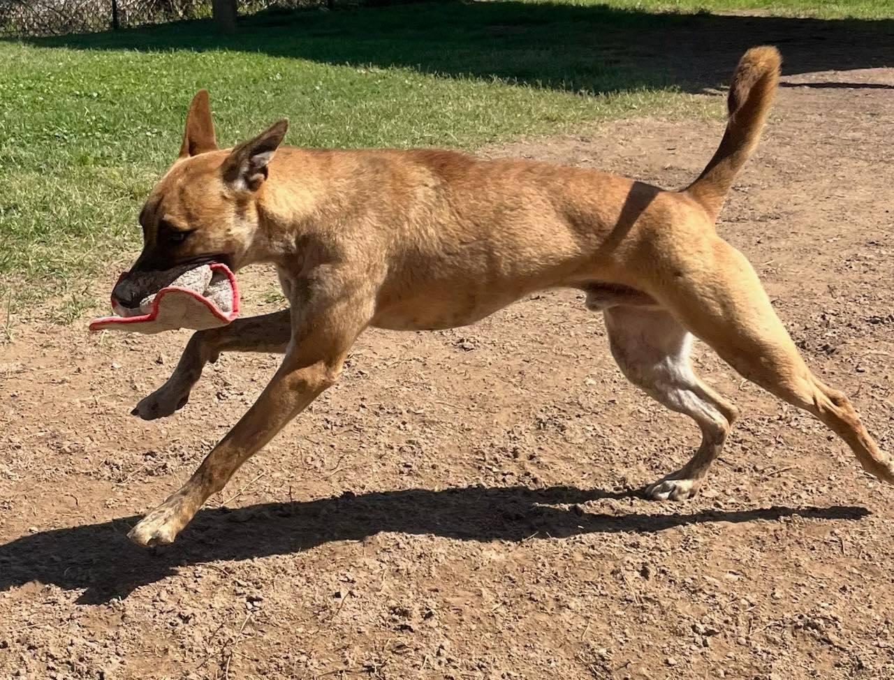Mr, Kody, Young Male Belgian Shepherd / Malinois