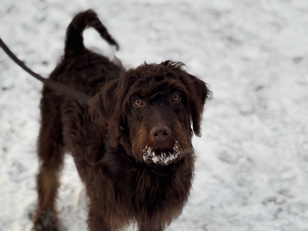 Moe, Adoptable, Young Male Labrador Retriever & Poodle.