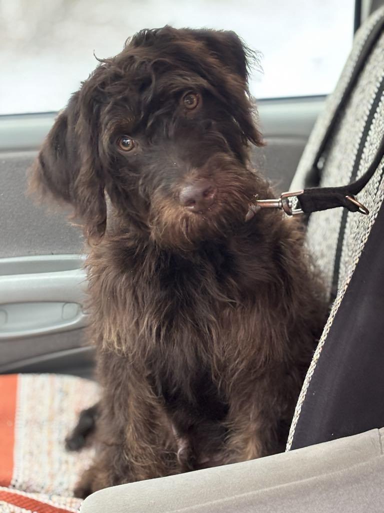 Moe, a Adoptable mixed breed in Mechanicsburg, PA image 2/3