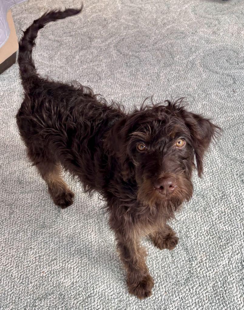 Moe, a Adoptable mixed breed in Mechanicsburg, PA image 3/3