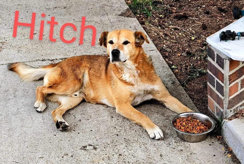 Enlarge Hitch, a Adoptable Australian Cattle Dog / Blue Heeler in Hardin, MT image 1/3