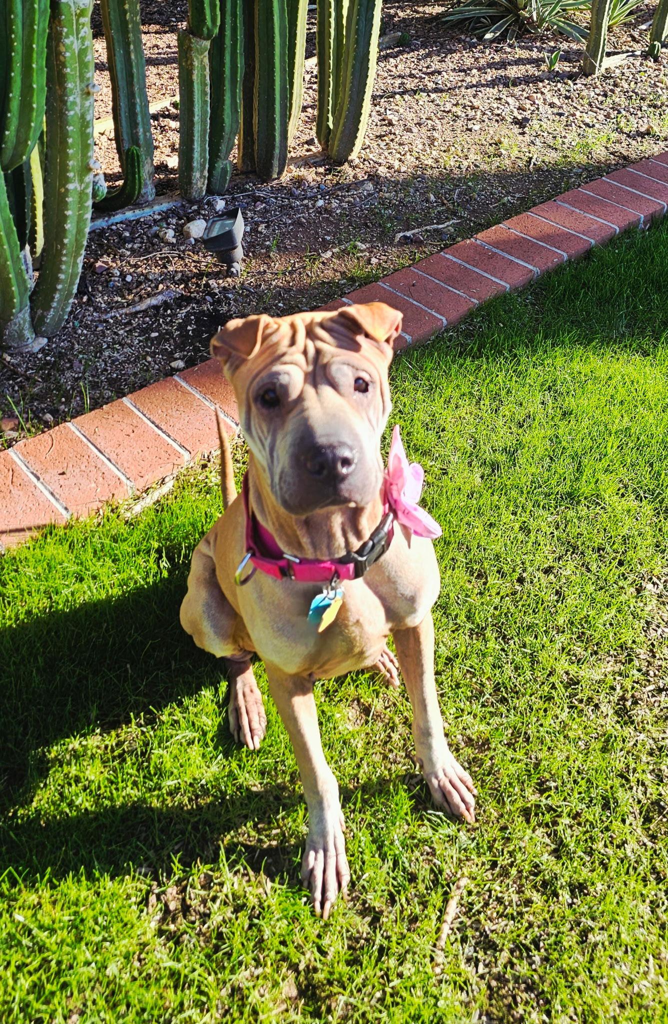 Chloe Mei, a Adoptable Shar-Pei image 1/3