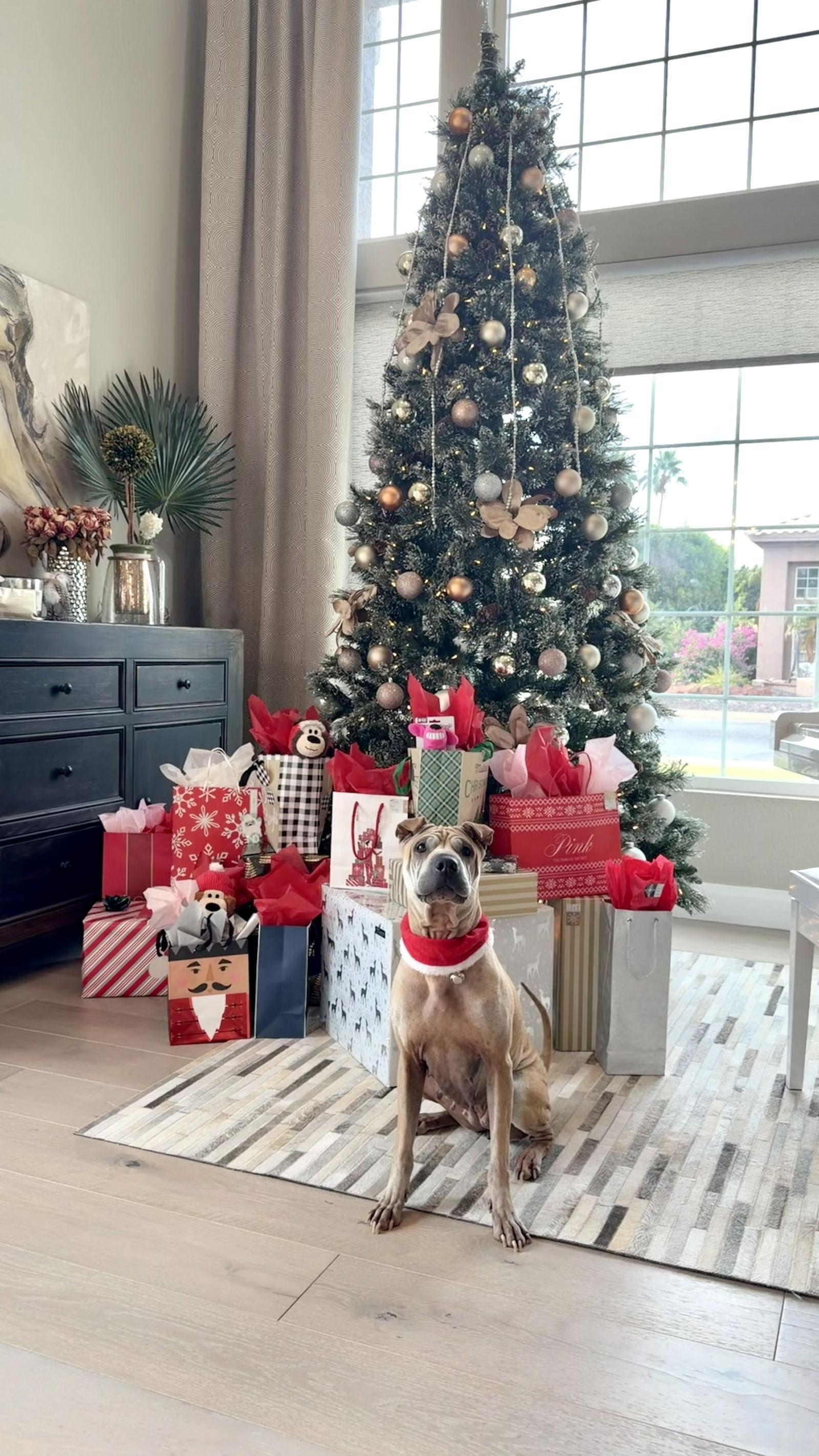 Chloe Mei, Adoptable, Adult Female Shar-Pei.