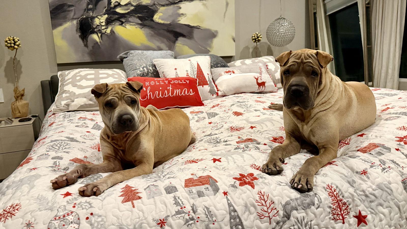 Enlarge Chloe Mei, a Adoptable Shar-Pei in Tempe, AZ image 2/3