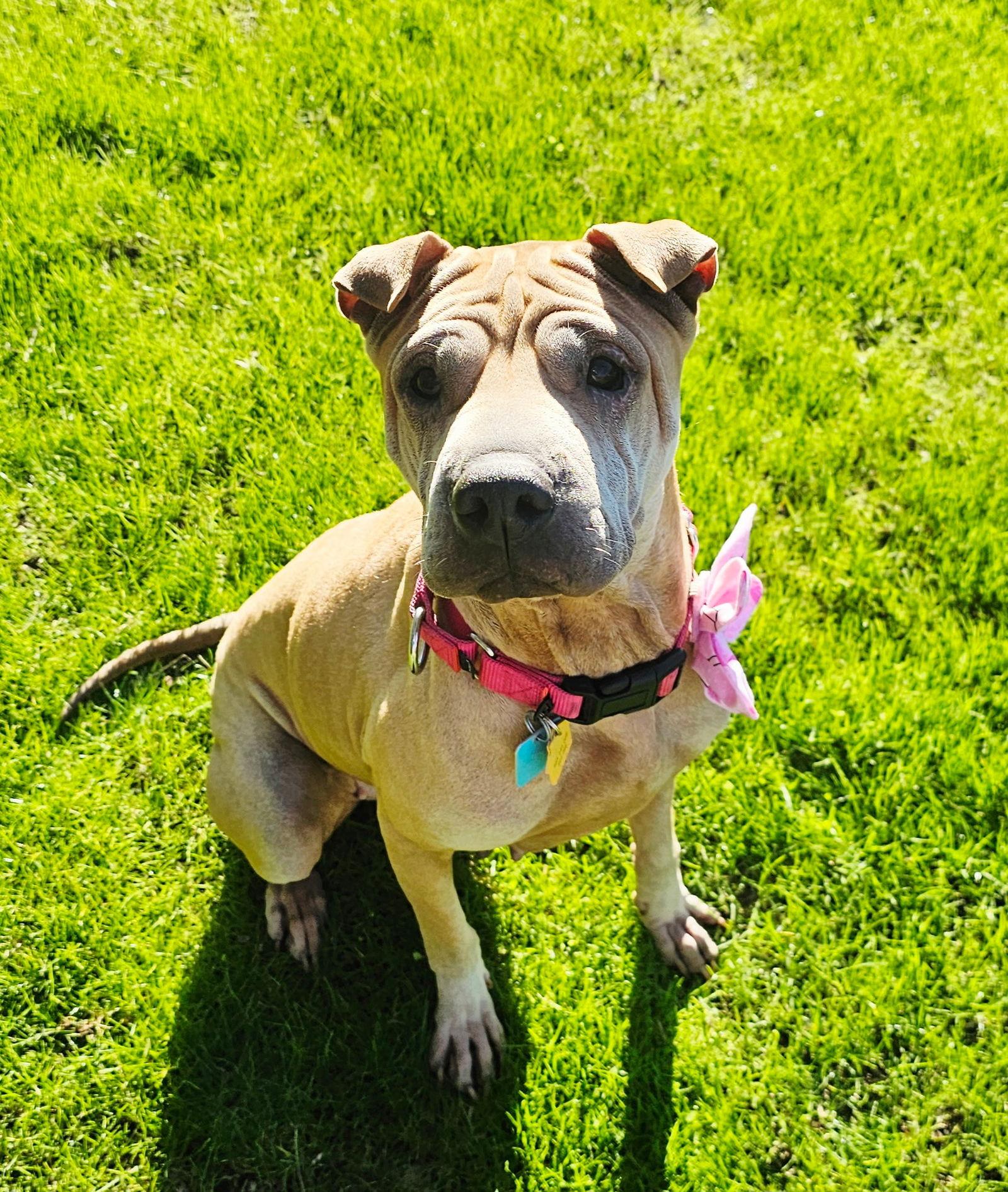 Chloe Mei, a Adoptable Shar-Pei image 2/3