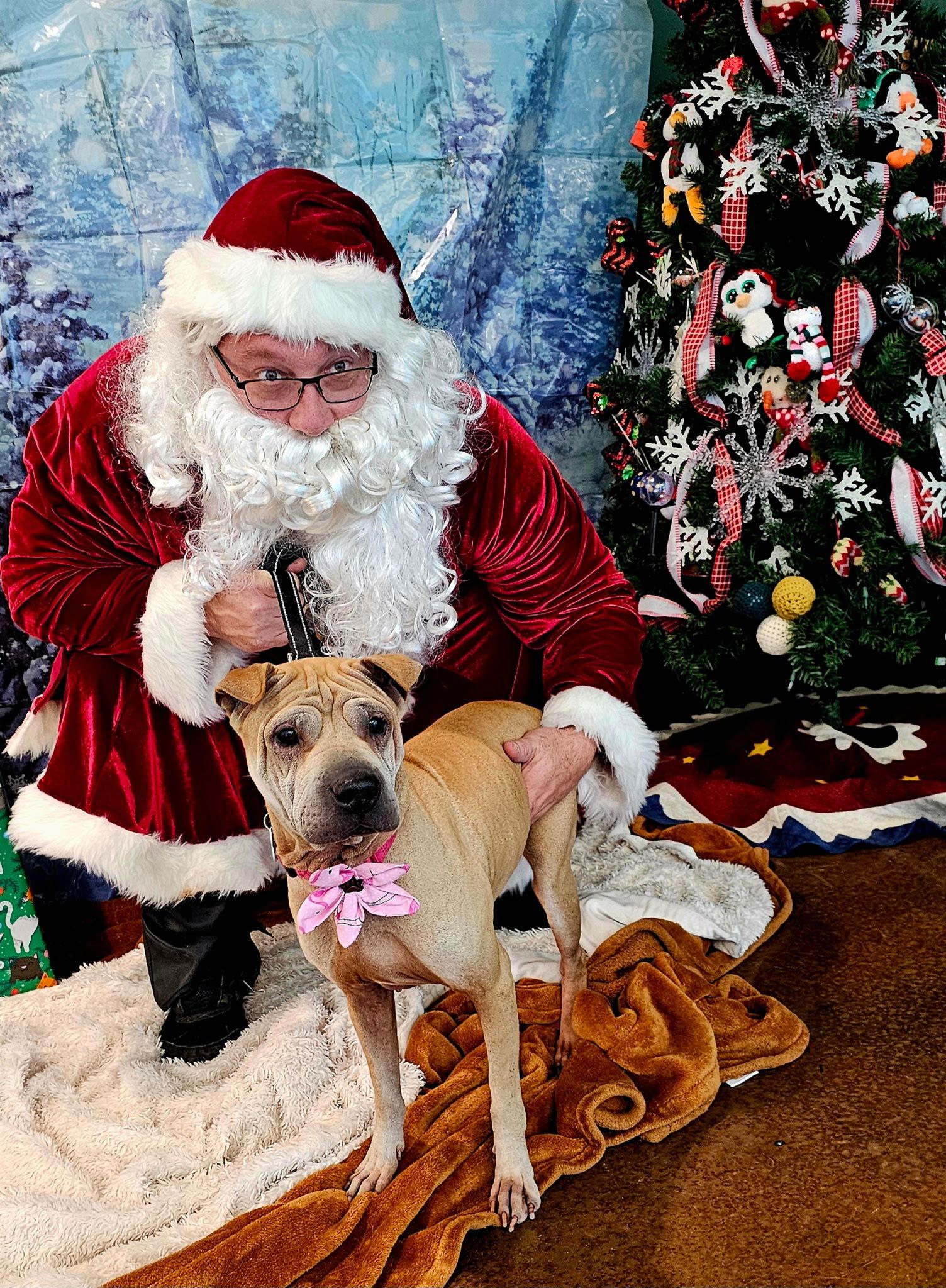 Chloe Mei, a Adoptable Shar-Pei image 3/3