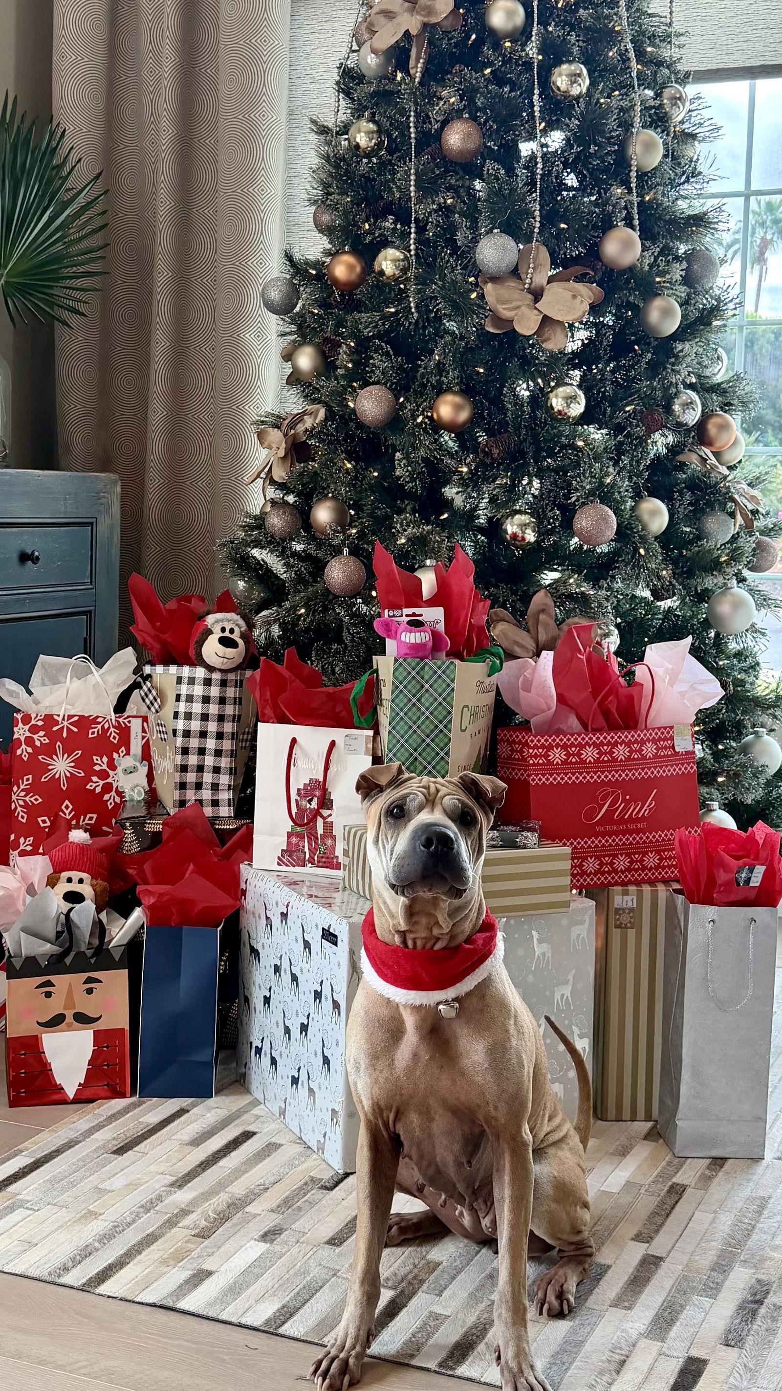 Enlarge Chloe Mei, a Adoptable Shar-Pei in Tempe, AZ image 3/3