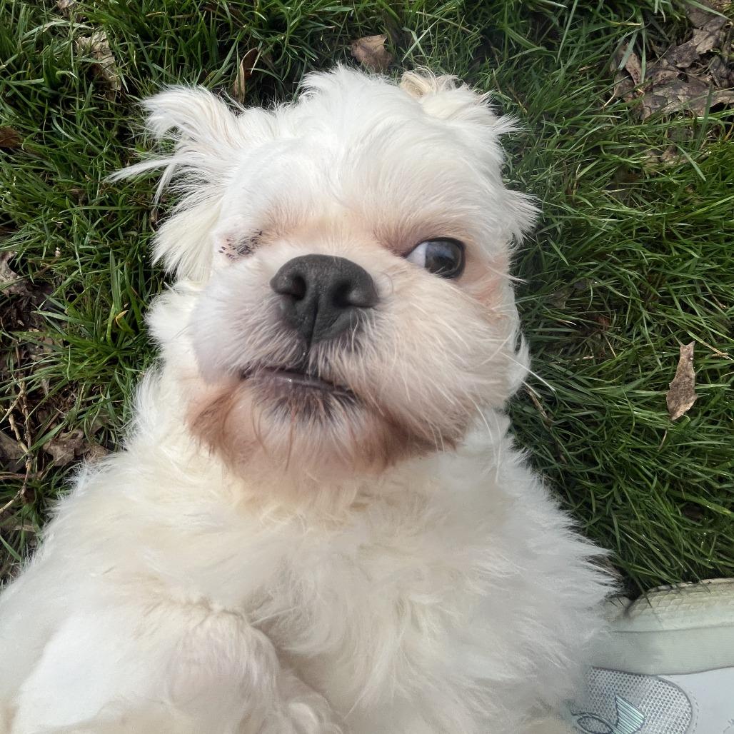 Blink, Adoptable, Adult Male Shih Tzu.