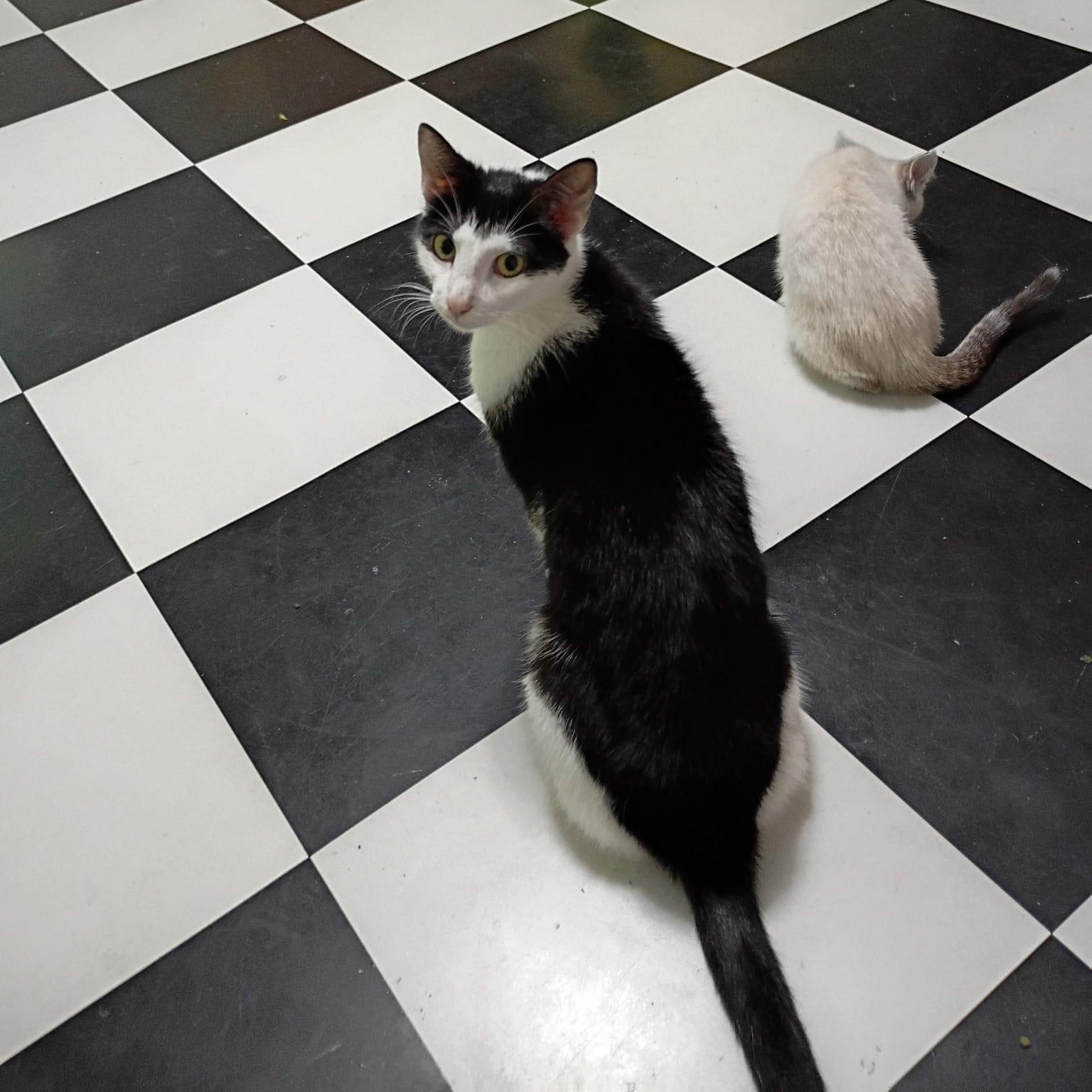 Jaga, a ADOPTABLE Tuxedo in Cumming, GA image 4/6