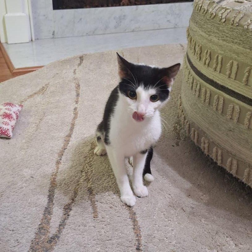 Jaga, a ADOPTABLE Tuxedo in Cumming, GA image 3/6