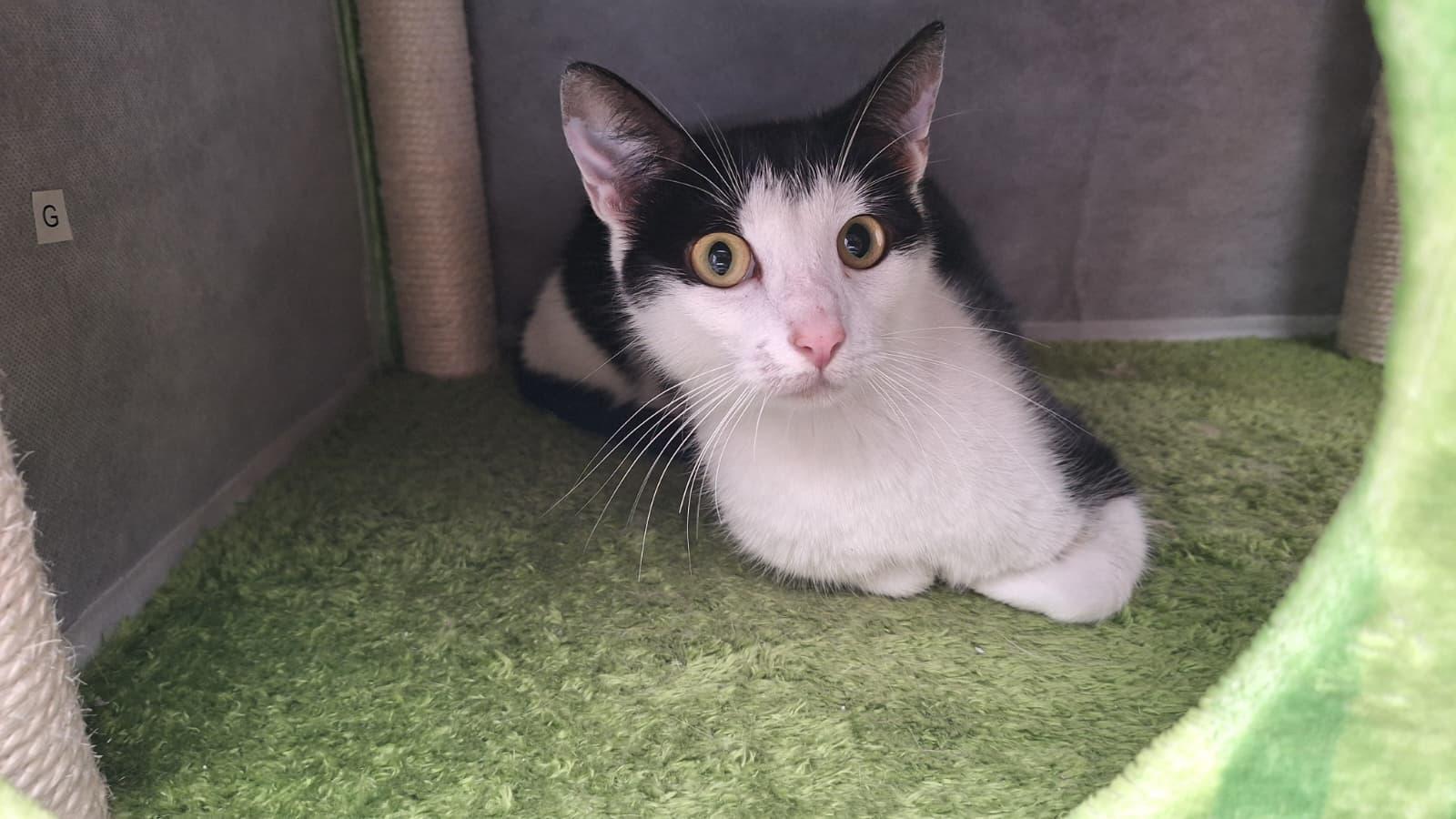 Jaga, a ADOPTABLE Tuxedo in Cumming, GA image 6/6