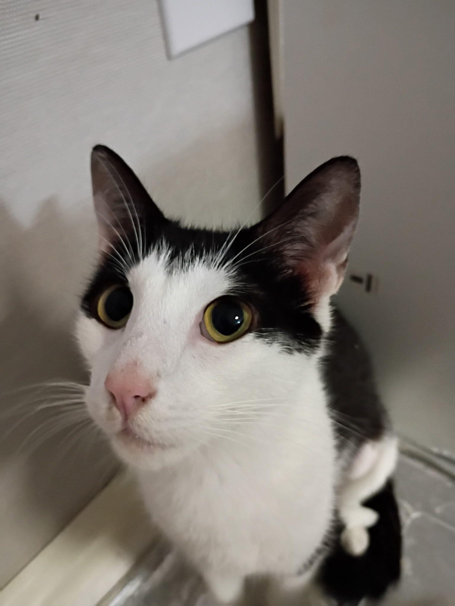 Jaga, a ADOPTABLE Tuxedo in Cumming, GA image 5/6