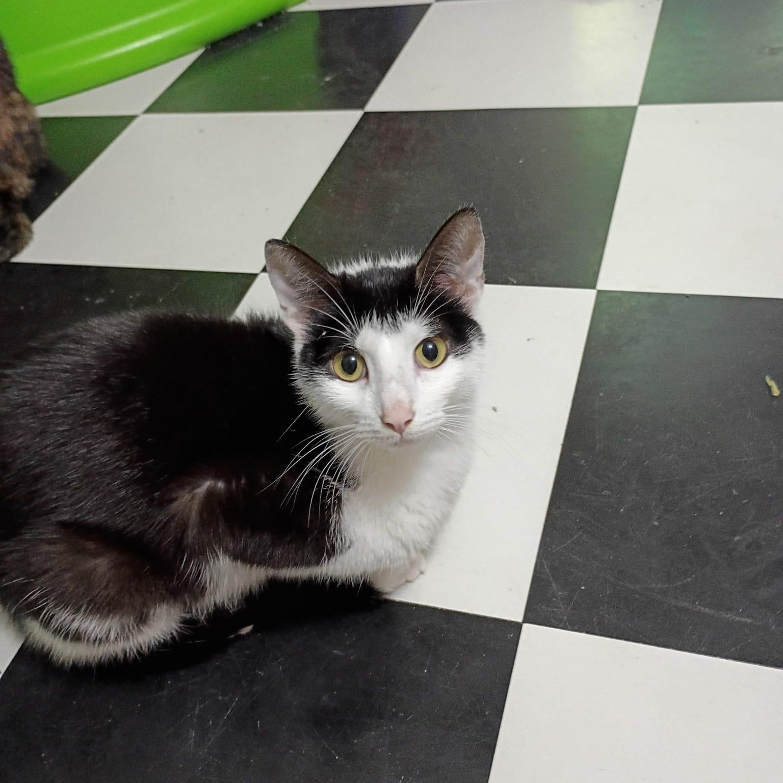 Jaga, ADOPTABLE, Young Female Tuxedo.