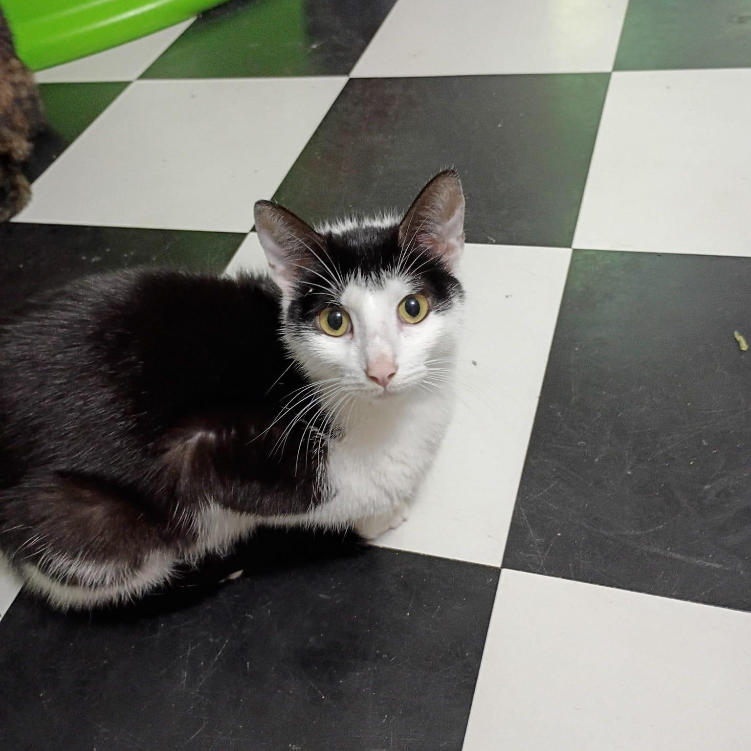 Jaga, a ADOPTABLE Tuxedo in Cumming, GA image 2/6