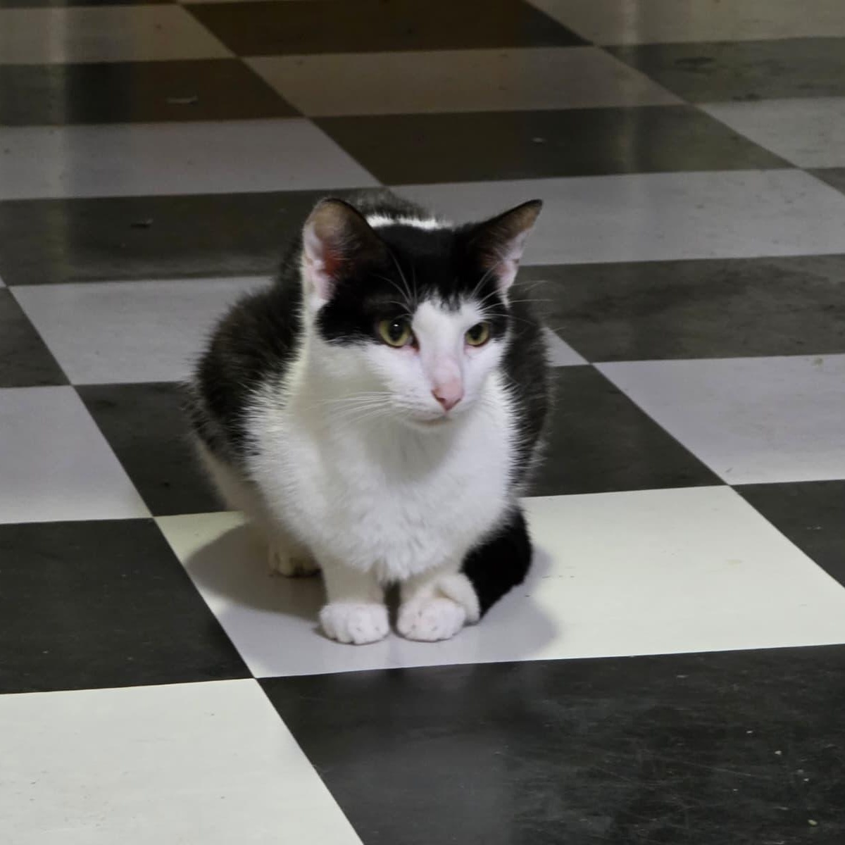 Jaga, ADOPTABLE, Young Female Tuxedo.