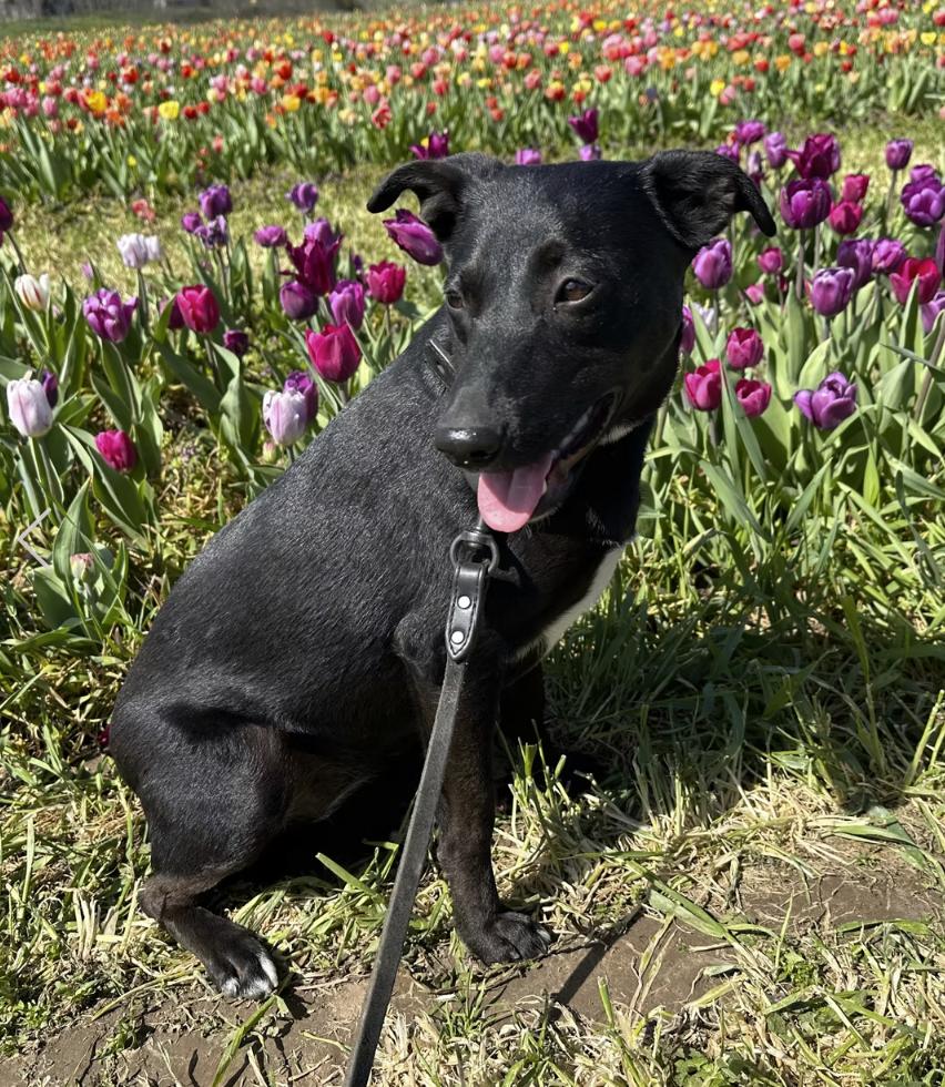Enlarge Vela, a Adoptable mixed breed in Pleasant Valley, NY image 2/2