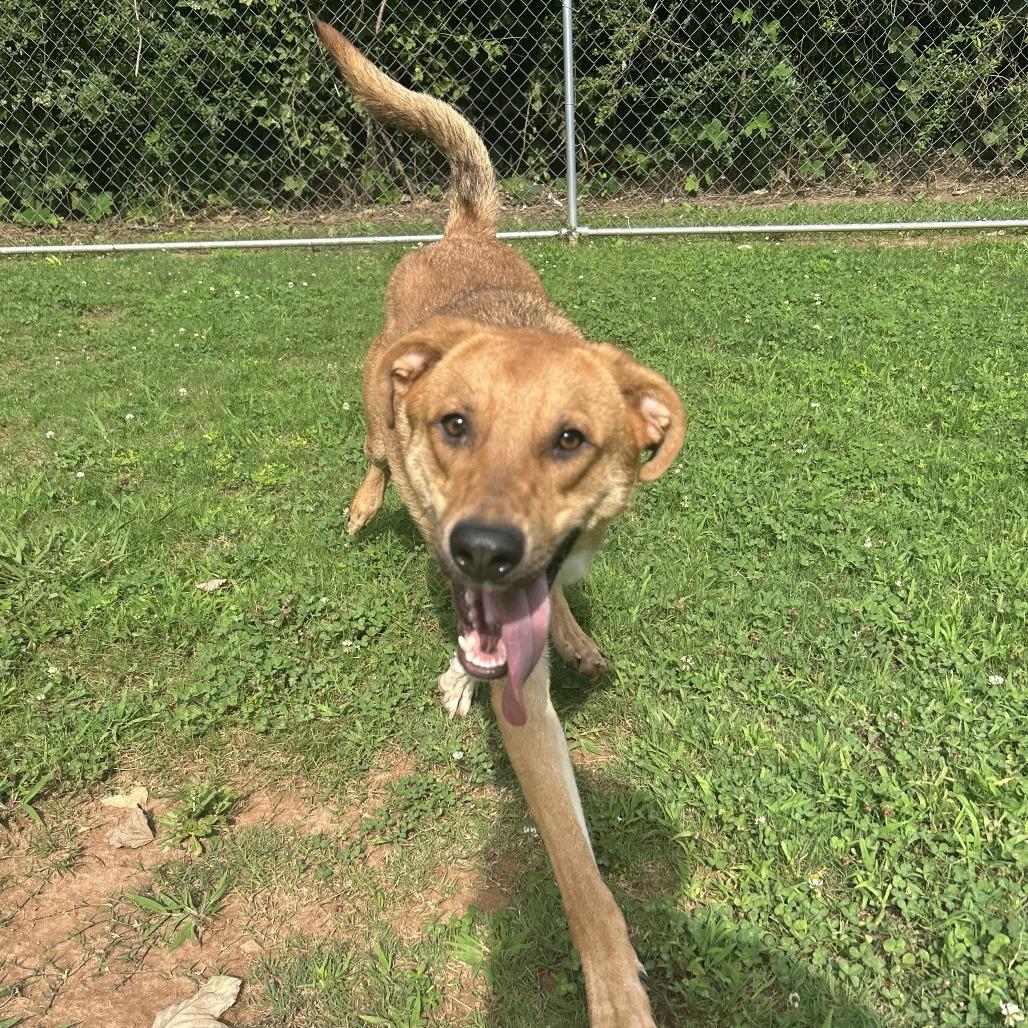 Kuroo, Adoptable, Adult Male Mixed Breed.