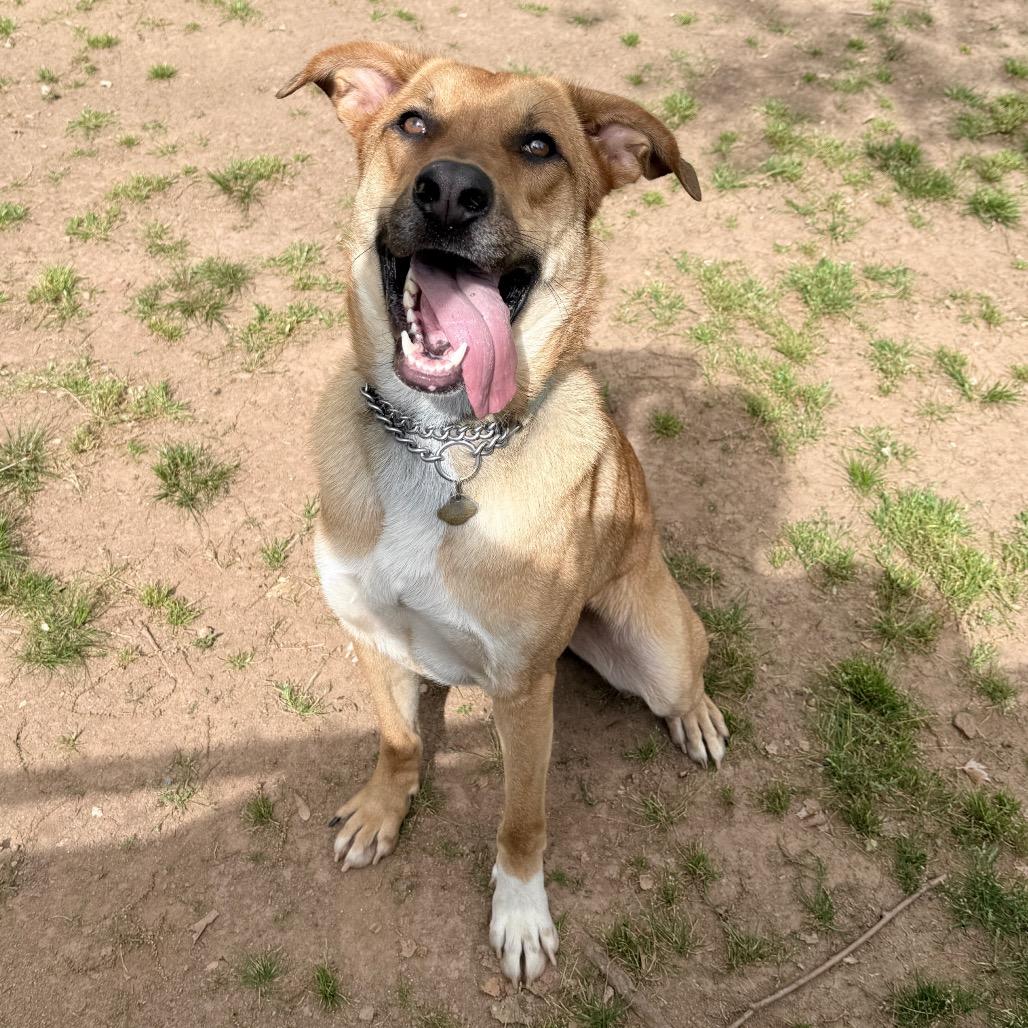 Enlarge Kuroo, a Adoptable Mixed Breed in Auburn, AL image 2/6