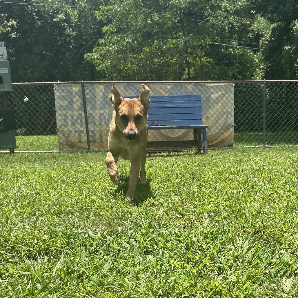 Enlarge Kuroo, a Adoptable Mixed Breed in Auburn, AL image 2/6