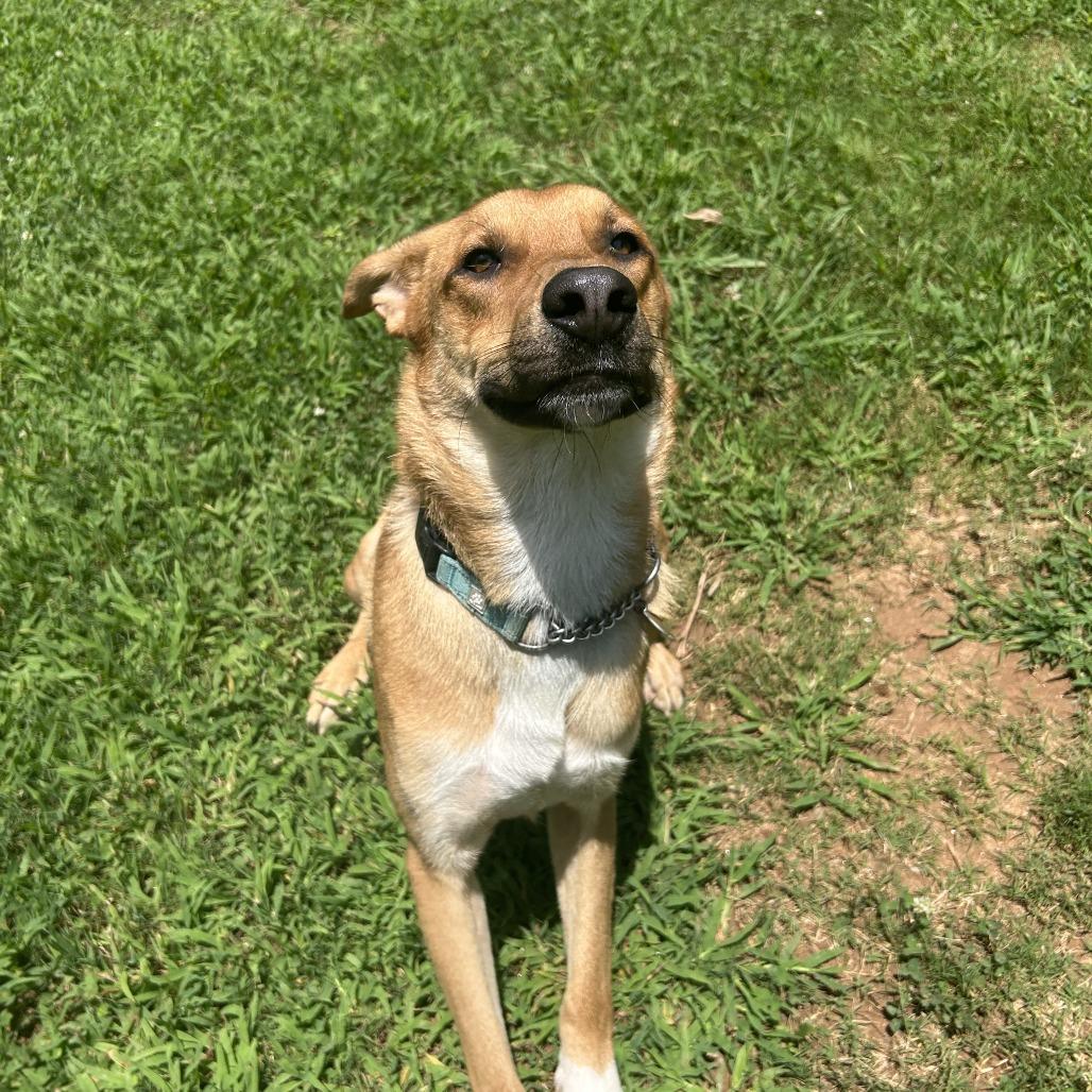 Enlarge Kuroo, a Adoptable Mixed Breed in Auburn, AL image 4/6