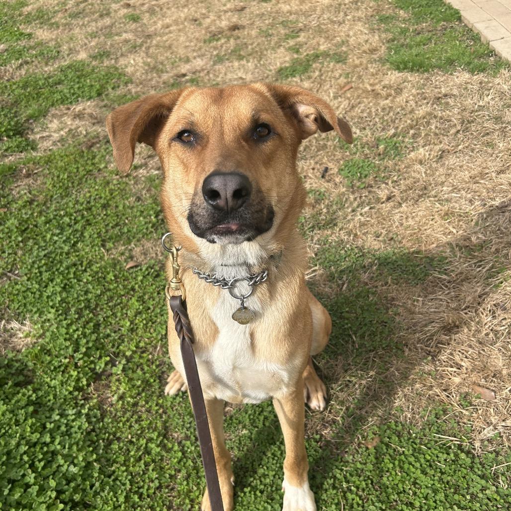 Enlarge Kuroo, a Adoptable Mixed Breed in Auburn, AL image 5/6