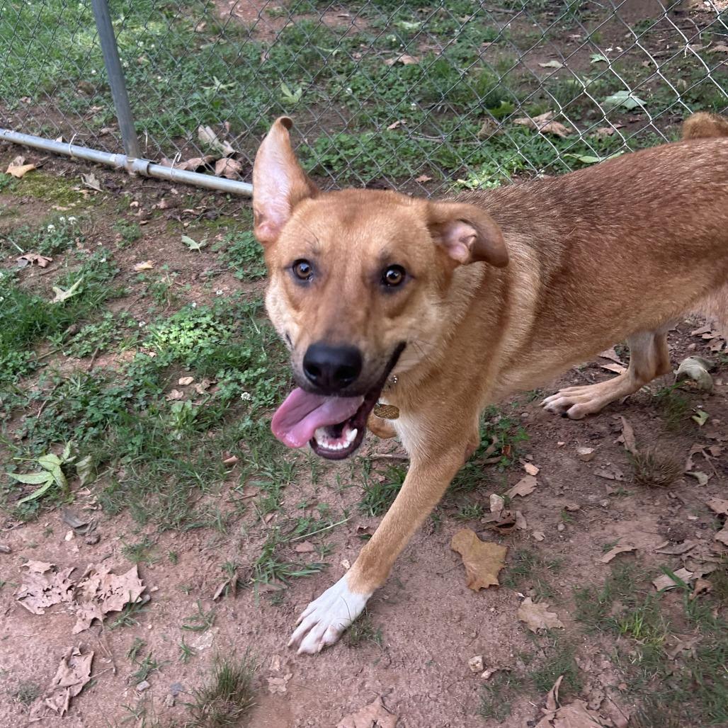 Enlarge Kuroo, a Adoptable Mixed Breed in Auburn, AL image 6/6