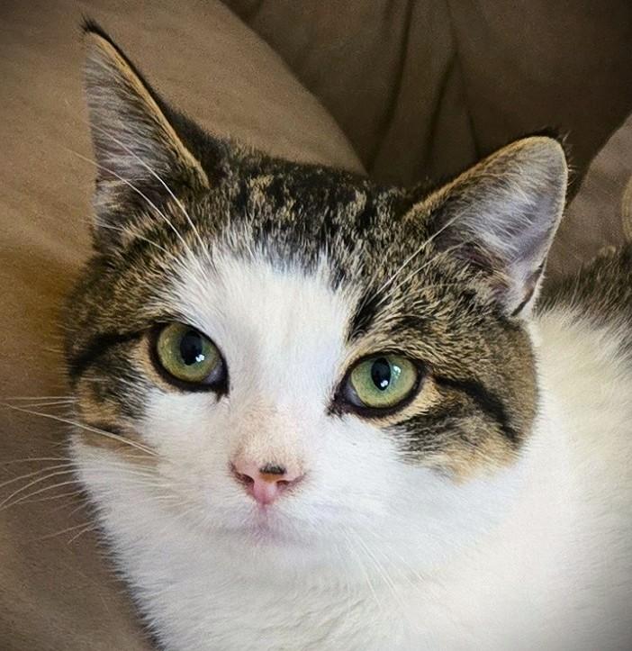 Enlarge Leo @ Petsmart Mankato, an adopted Domestic Short Hair in Mankato, MN image 1/6