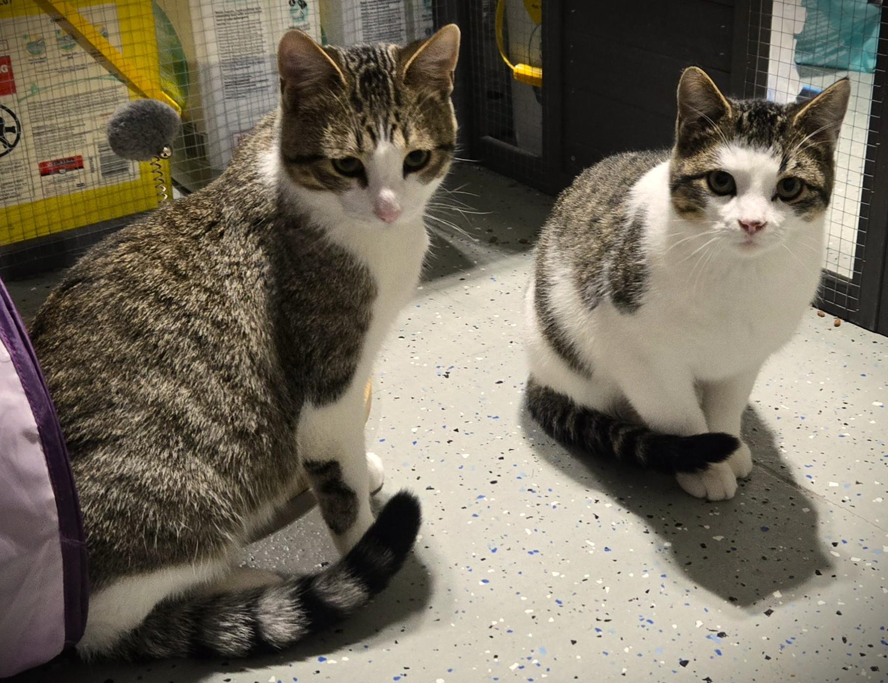 Enlarge Leo @ Petsmart Mankato, an adopted Domestic Short Hair in Mankato, MN image 2/6