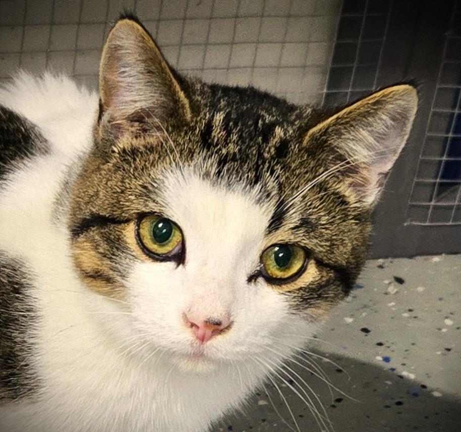 Enlarge Leo @ Petsmart Mankato, an adopted Domestic Short Hair in Mankato, MN image 3/6