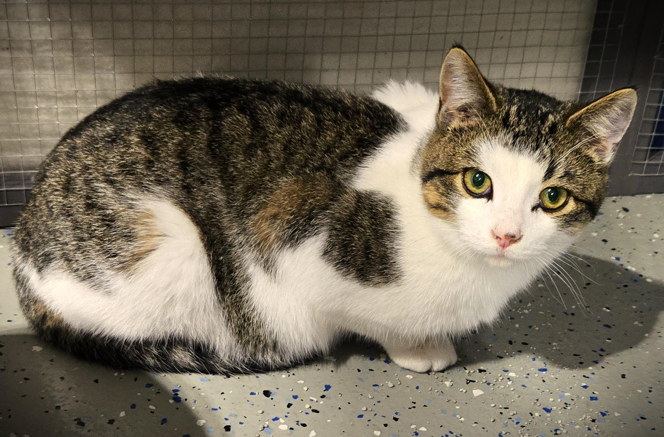 Enlarge Leo @ Petsmart Mankato, an adopted Domestic Short Hair in Mankato, MN image 4/6