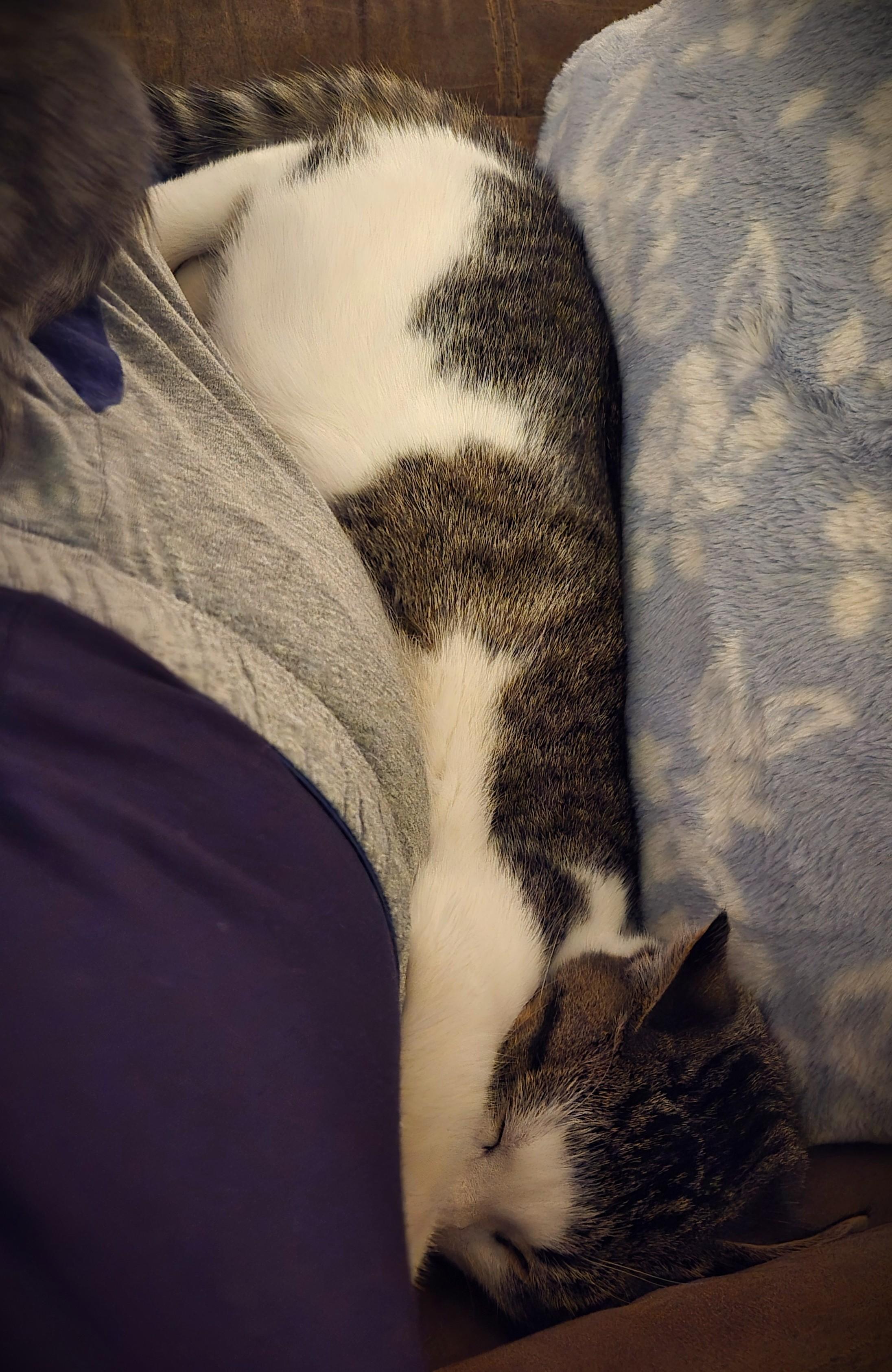 Enlarge Leo @ Petsmart Mankato, an adopted Domestic Short Hair in Mankato, MN image 5/6