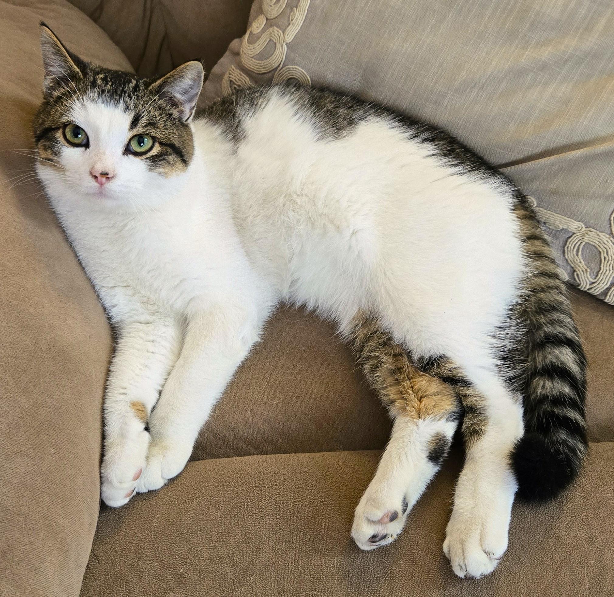 Enlarge Leo @ Petsmart Mankato, an adopted Domestic Short Hair in Mankato, MN image 6/6