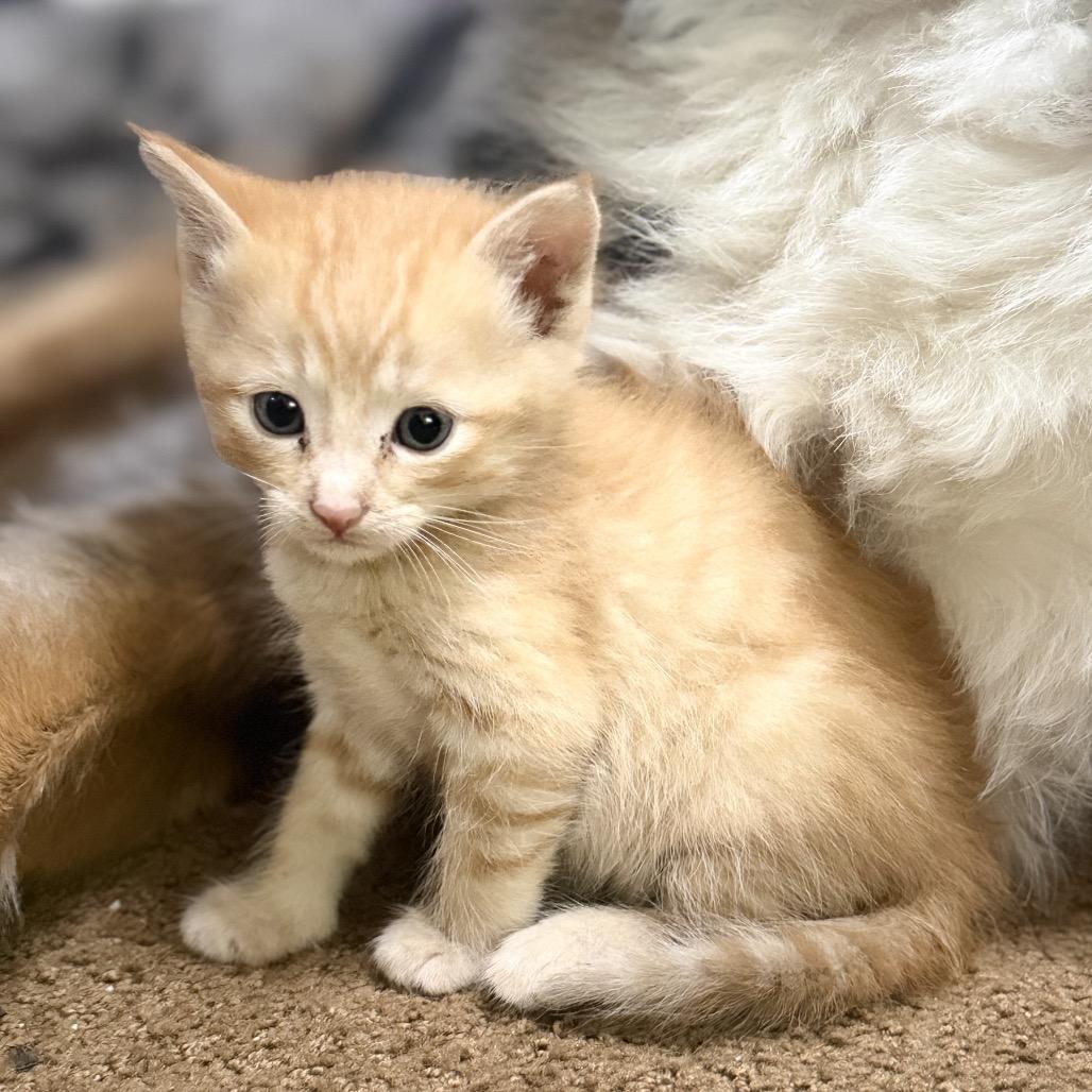 Enlarge Hammy, a Adoptable Domestic Short Hair in Missouri City, TX image 2/2