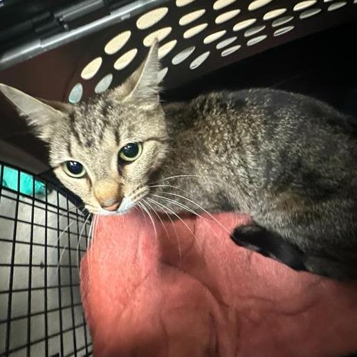 Suki, Adoptable, Adult Female Domestic Short Hair.