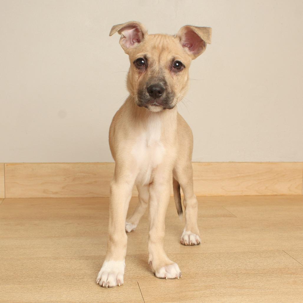 Enlarge Fuji D71160, a Adoptable mixed breed in Minnetonka, MN image 1/2