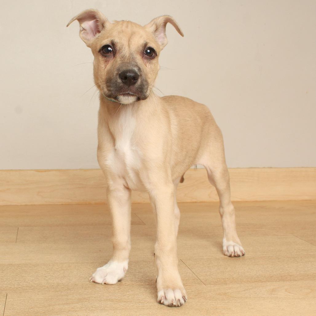 Enlarge Fuji D71160, a Adoptable mixed breed in Minnetonka, MN image 2/2