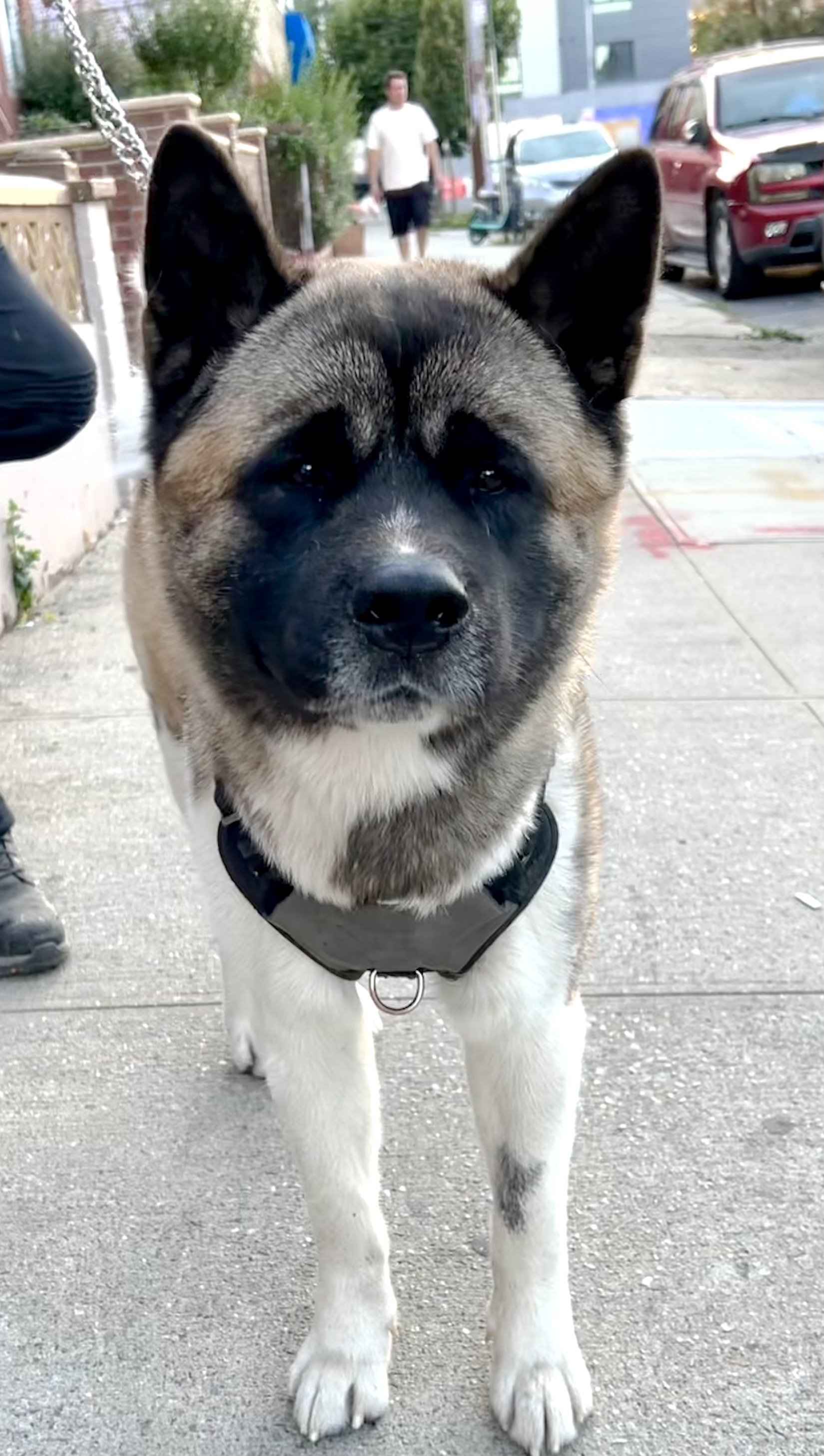 Dog for adoption KAI “Teddy Bear”*CRITICAL* NEEDS IMMED FOSTER, an