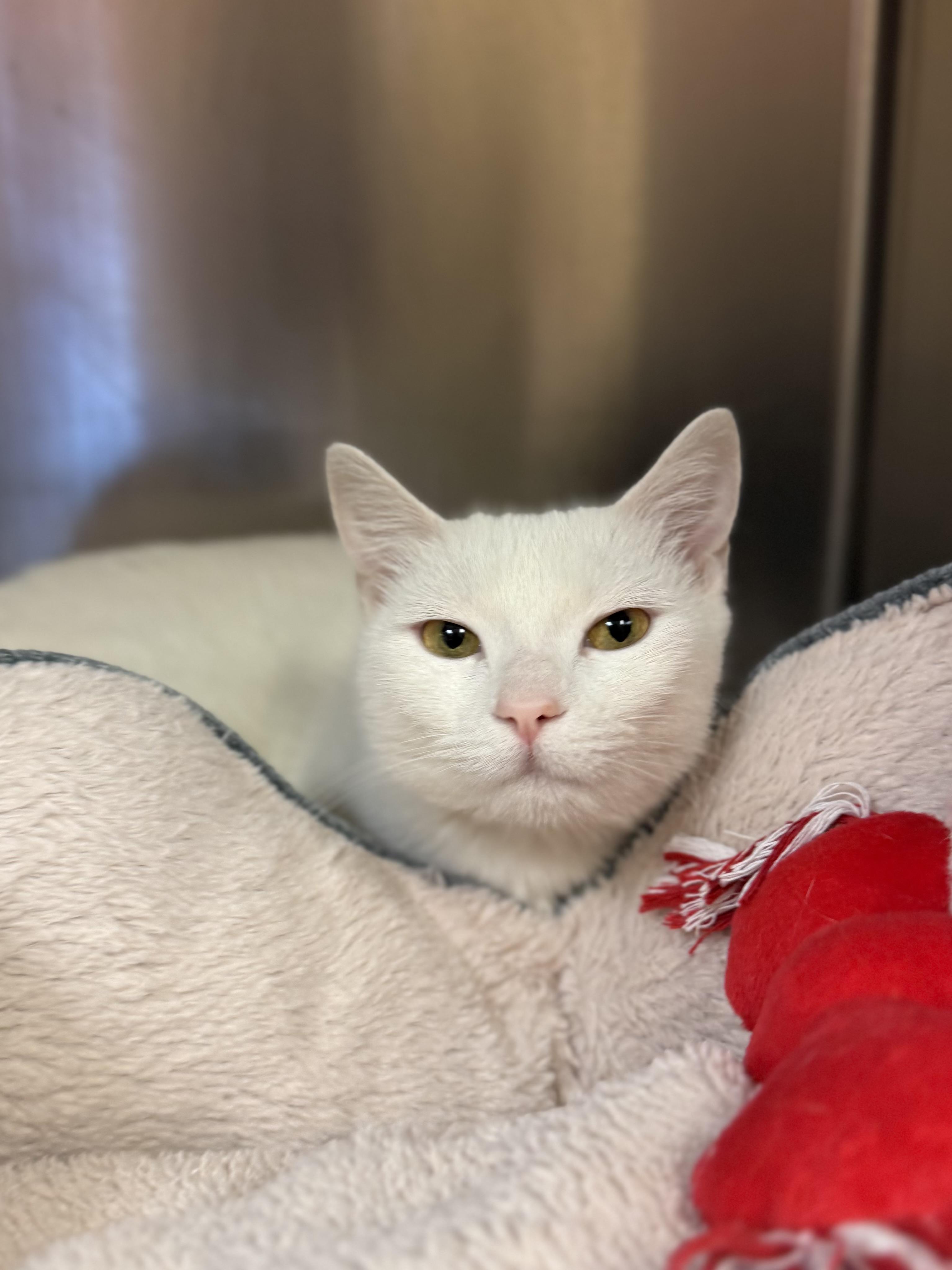 Enlarge Kayo, a ADOPTABLE Domestic Short Hair in Boulder City, NV image 3/4