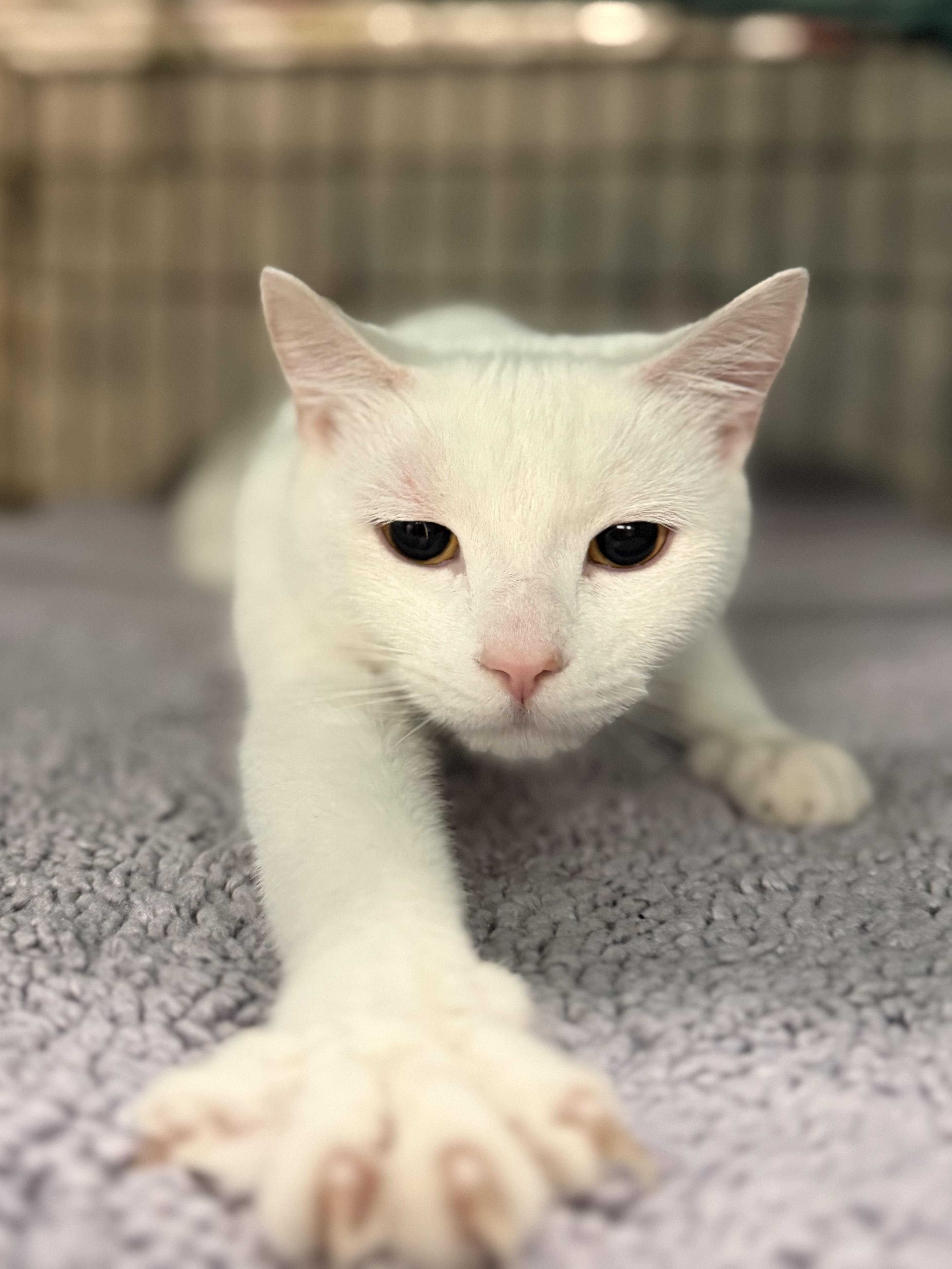 Kayo, ADOPTABLE, Adult Female Domestic Short Hair.