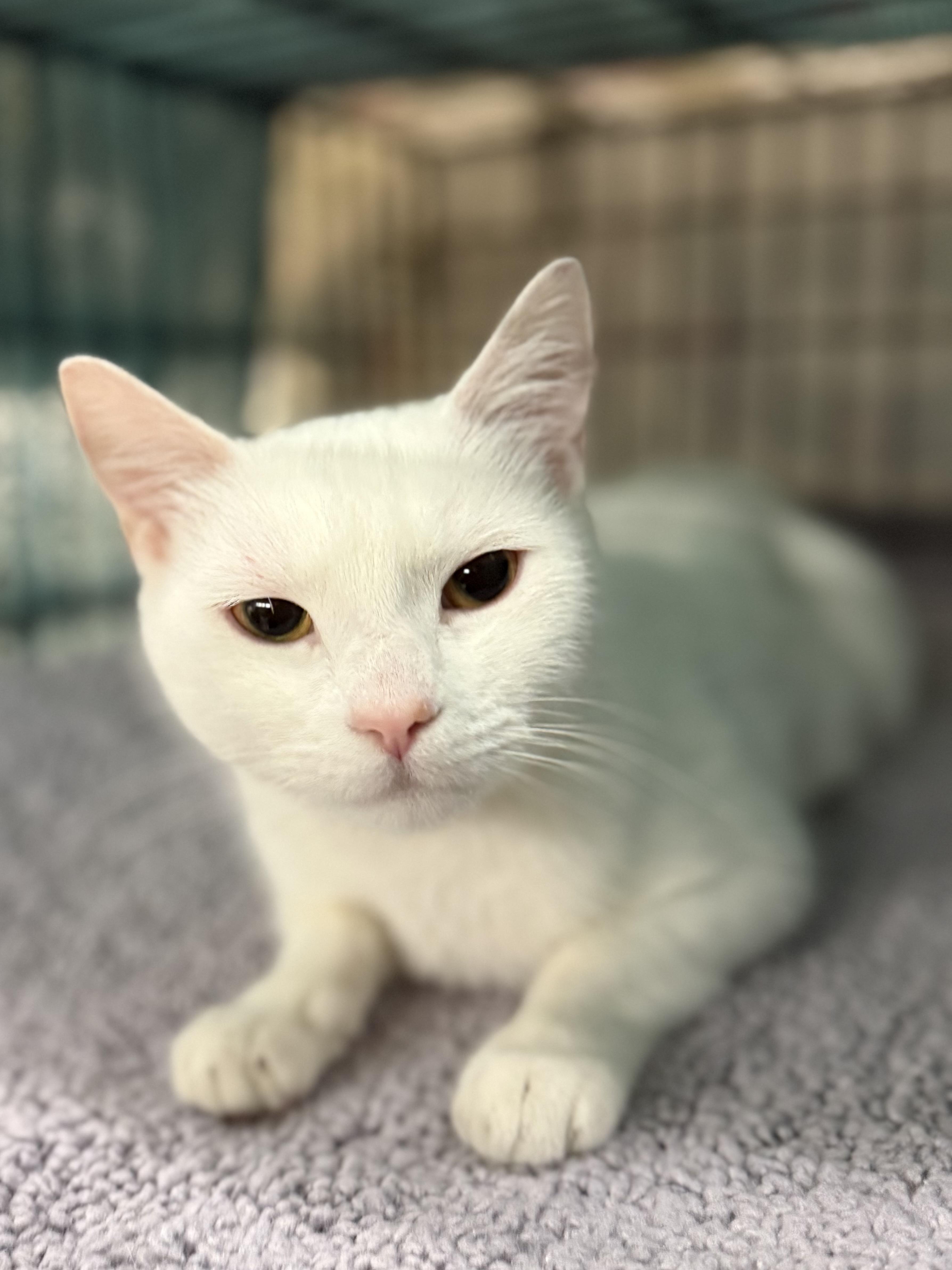 Enlarge Kayo, a ADOPTABLE Domestic Short Hair in Boulder City, NV image 4/4