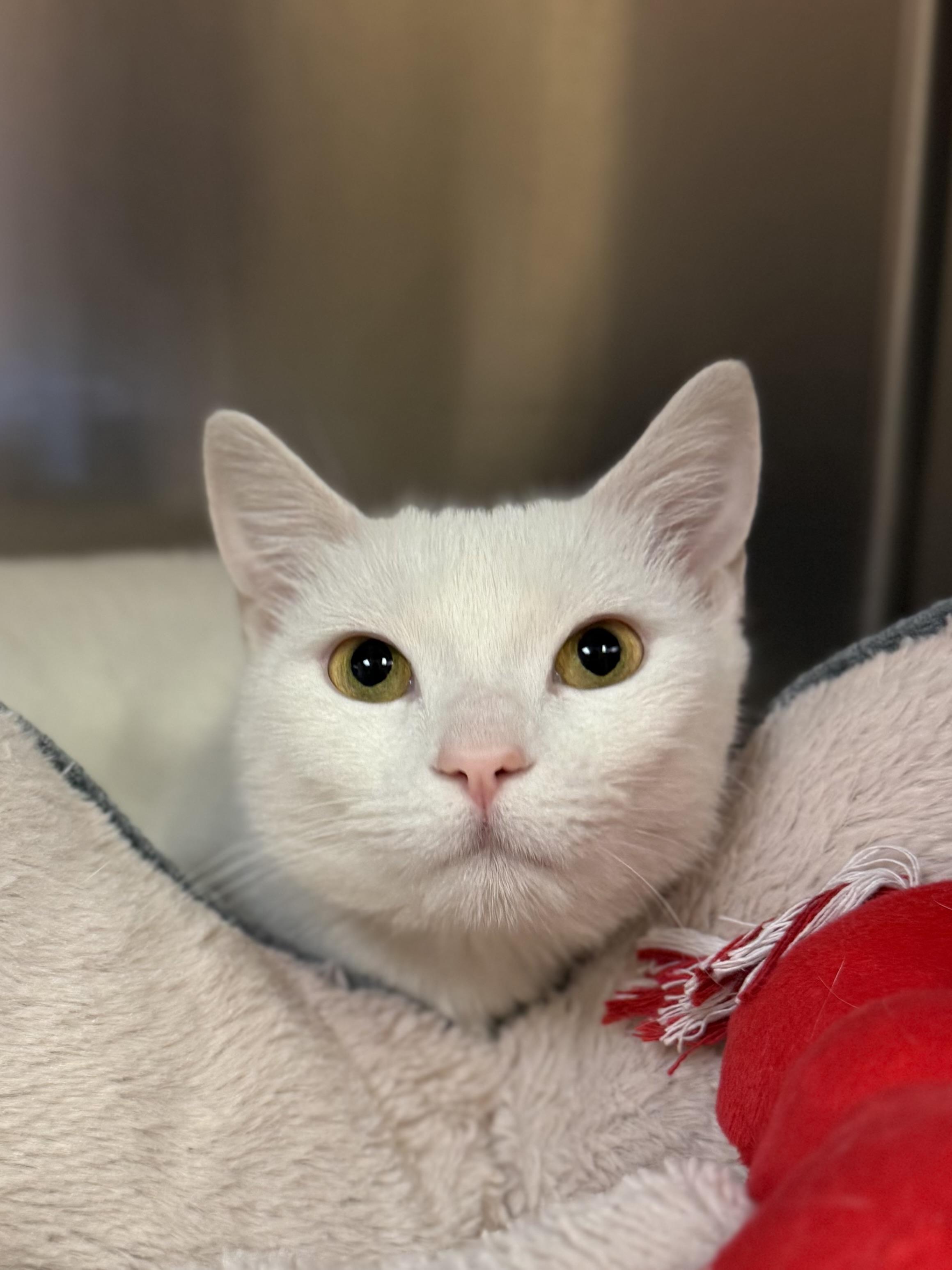 Enlarge Kayo, a ADOPTABLE Domestic Short Hair in Boulder City, NV image 2/4